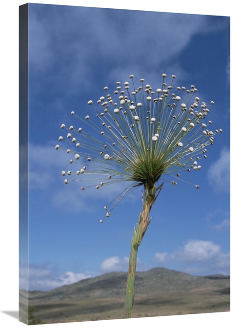 Global Gallery GCS-451575-2030-142 20 x 30 in. Pipewort Grassland Plan