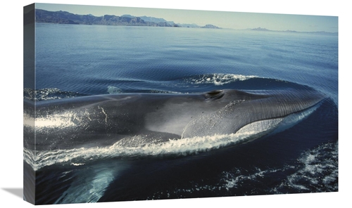 Global Gallery GCS-451689-1624-142 16 x 24 in. Fin Whale At Winter Fee