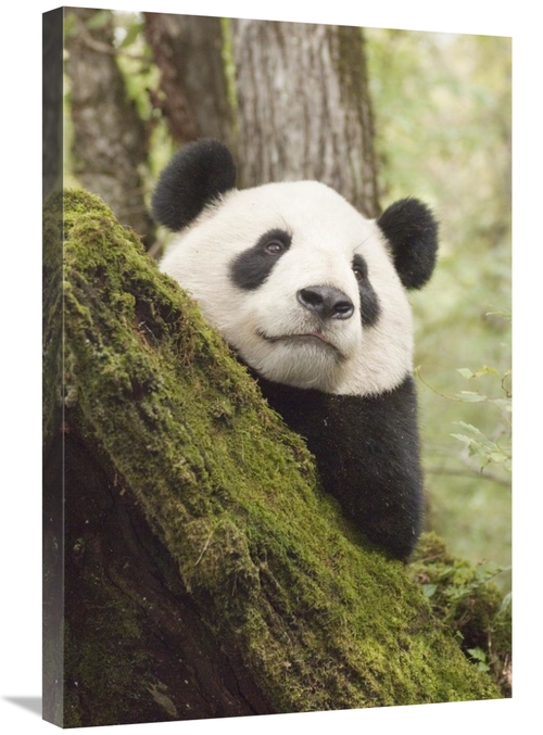 Global Gallery GCS-395892-2030-142 20 x 30 in. Xiang Xiang, First 