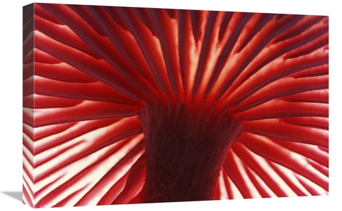 Global Gallery GCS-398269-1624-142 16 x 24 in. Mushroom Detail of Unde