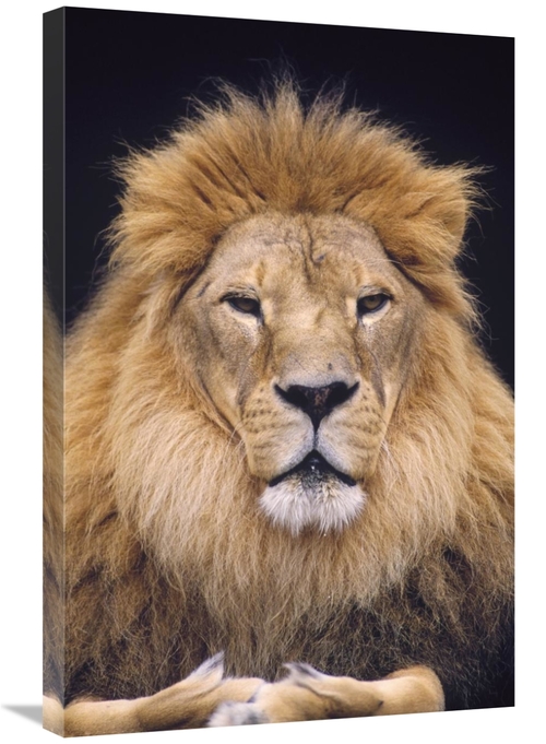 Global Gallery GCS-452763-2030-142 20 x 30 in. African Lion Male, 