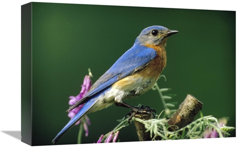Global Gallery GCS-396249-1218-142 12 x 18 in. Eastern Bluebird Male P