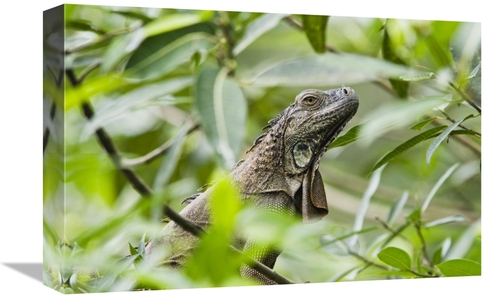 Global Gallery GCS-452682-1218-142 12 x 18 in. Green Iguana in Lowland