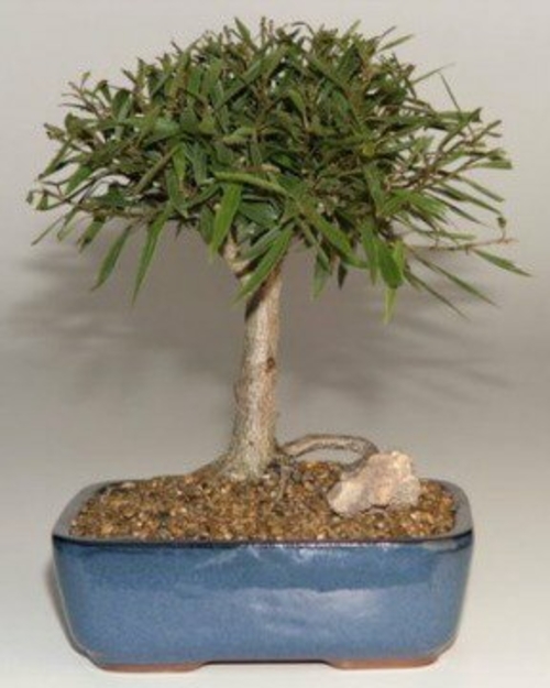 Willow Leaf Ficus Bonsai Tree-Medium (Ficus Nerifolia/Salisafolia)