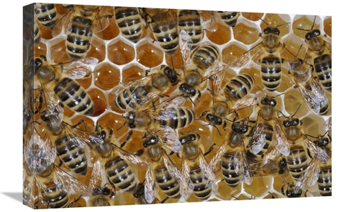 Global Gallery GCS-453383-1624-142 16 x 24 in. Honey Bees on Honeycomb