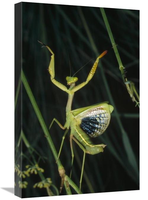 Global Gallery GCS-452424-1624-142 16 x 24 in. Mediterranean Mantis Fe