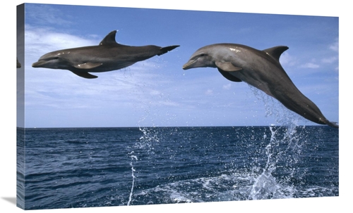Global Gallery GCS-452328-36-142 36 in. Bottlenose Dolphin Pair Leapin