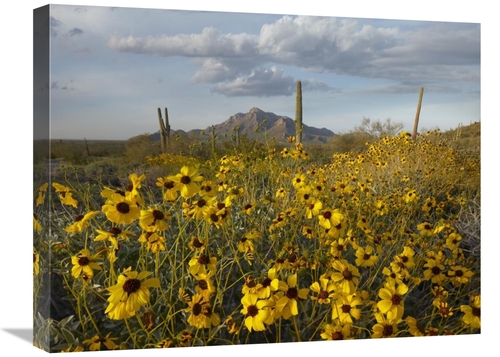 Global Gallery GCS-396690-1824-142 18 x 24 in. Saguaro Cacti & Brittle