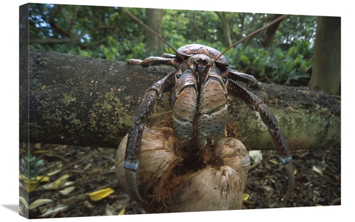 Global Gallery GCS-451675-2030-142 20 x 30 in. Coconut Crab Eating,