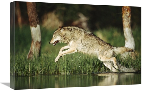 Global Gallery GCS-396322-1624-142 16 x 24 in. Timber Wolf Running Thr