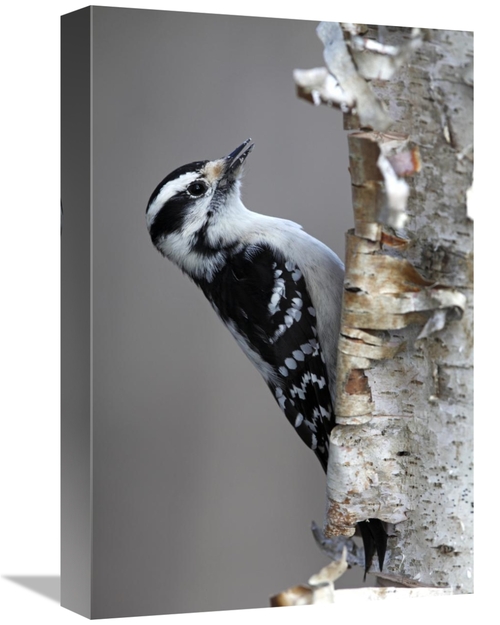 Global Gallery GCS-397593-1218-142 12 x 18 in. Downy Woodpecker, C