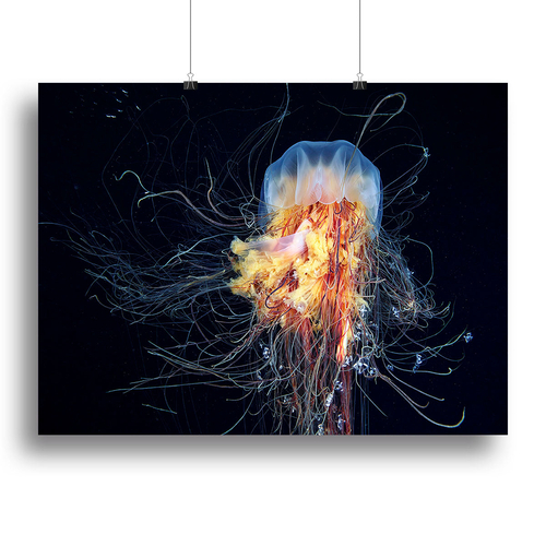 Giant Lion's Mane Canvas Print or Poster