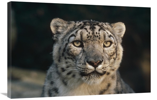 Global Gallery GCS-452760-2436-142 24 x 36 in. Snow Leopard, Woodl