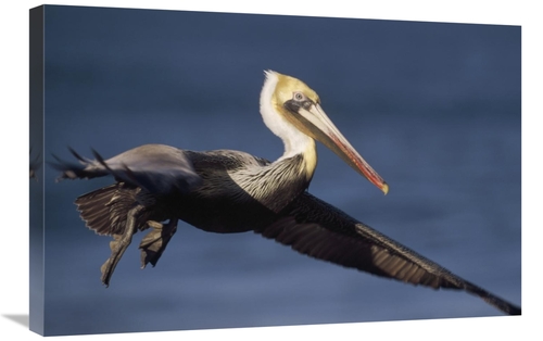 Global Gallery GCS-396000-2030-142 20 x 30 in. Brown Pelican Flying&#4