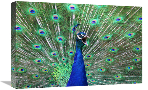 Global Gallery GCS-486420-22-142 22 in. Peacock Art Print - Vic Schend