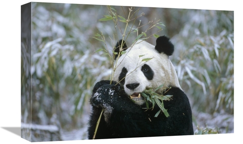 Global Gallery GCS-452301-1218-142 12 x 18 in. Giant Panda Eating Bamb