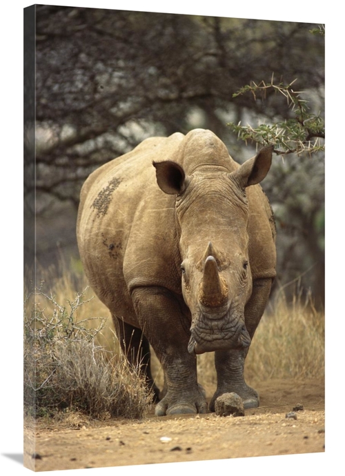 Global Gallery GCS-395759-2436-142 24 x 36 in. White Rhinoceros Female