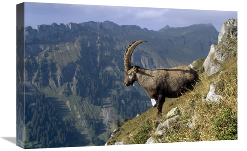 Global Gallery GCS-452366-1624-142 16 x 24 in. Alpine Ibex Male with S