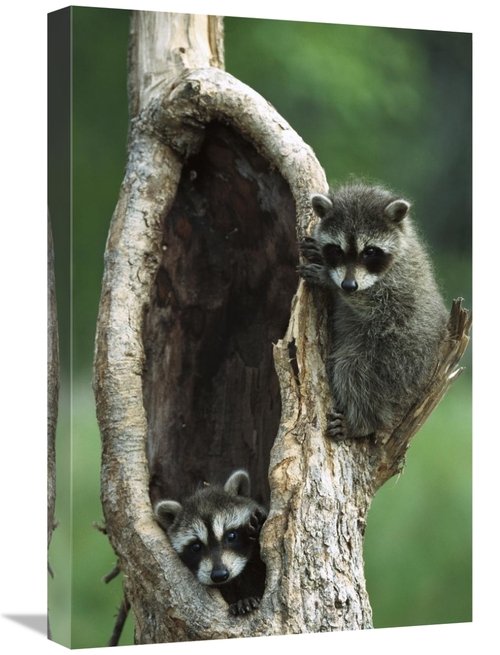 Global Gallery GCS-452559-1624-142 16 x 24 in. Raccoon Two Babies Play