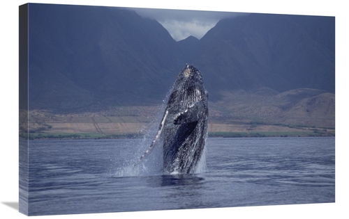 Global Gallery GCS-450995-2030-142 20 x 30 in. Humpback Whale Breachin