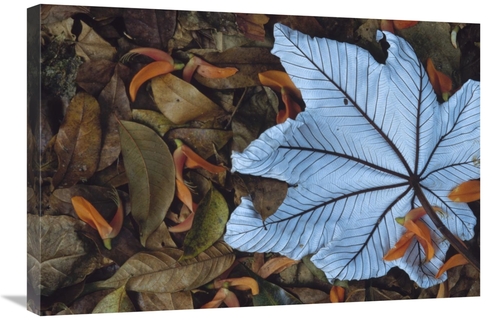 Global Gallery GCS-395776-2030-142 20 x 30 in. Cecropia Leaf Atop Lobs