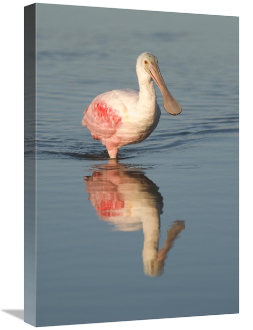 Global Gallery GCS-397354-1624-142 16 x 24 in. Roseate Spoonbill Wadin