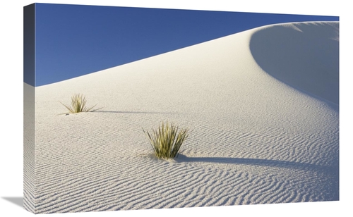 Global Gallery GCS-452614-1624-142 16 x 24 in. Yuccas in Gypsum Sand D