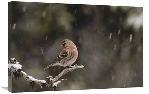 Global Gallery GCS-451889-2030-142 20 x 30 in. Common Redpoll Male in 