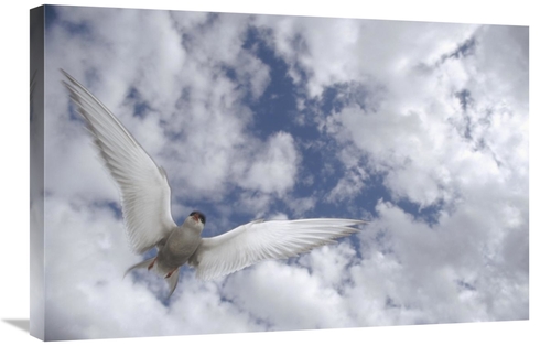 Global Gallery GCS-451894-2030-142 20 x 30 in. Arctic Tern Flying Agai