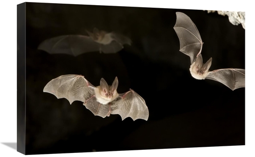 Global Gallery GCS-395699-1624-142 16 x 24 in. Townsends Big-Eared Bat