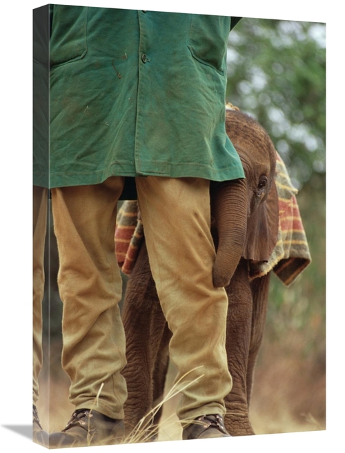 Global Gallery GCS-452953-1624-142 16 x 24 in. Orphan Baby Lablon Hidi