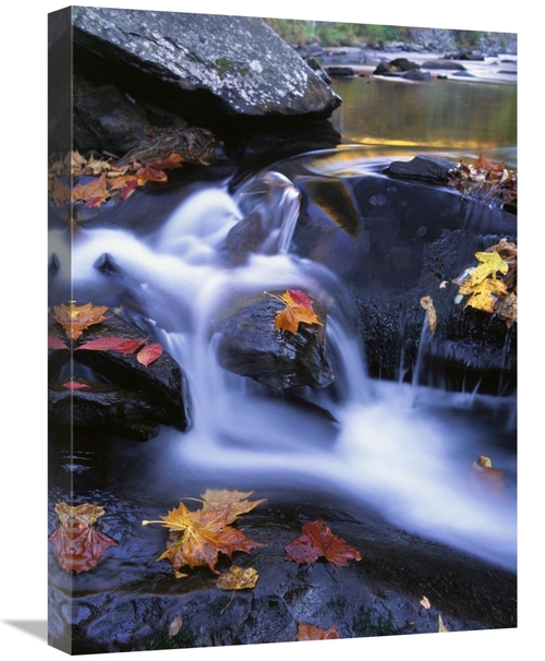 Global Gallery GCS-452018-1824-142 18 x 24 in. Autumn Leaves in Little