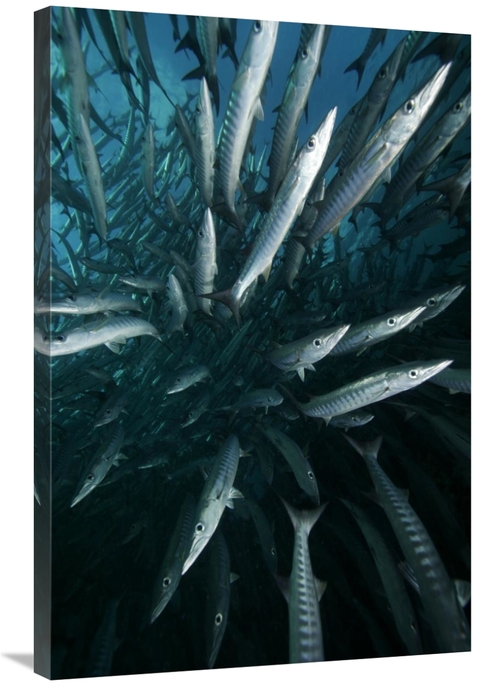 Global Gallery GCS-397730-2436-142 24 x 36 in. Chevron Barracuda Schoo