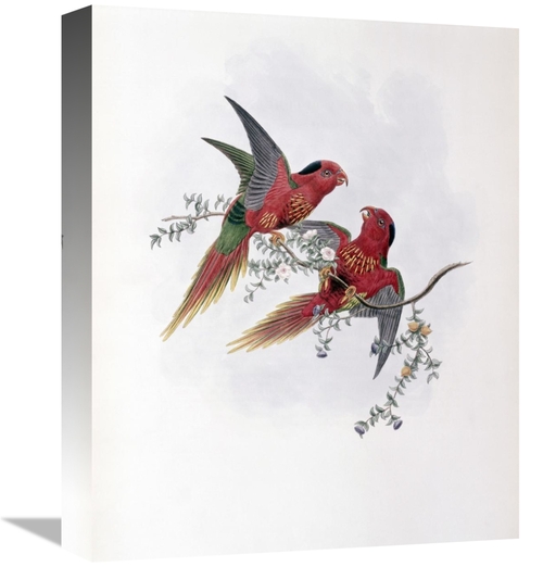 Global Gallery GCS-277777-16-142 16 in. Pectoral Lorikeet Art Print - 