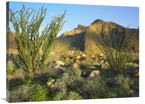 Global Gallery GCS-396852-3040-142 30 x 40 in. Ocotillo Borrego Palm C