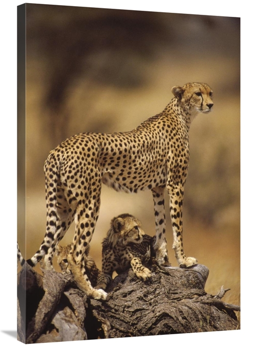 Global Gallery GCS-452762-2436-142 24 x 36 in. Cheetah Mother with Ado