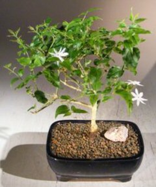 Flowering Downy Jasmine (jasminum 'multiflorum')