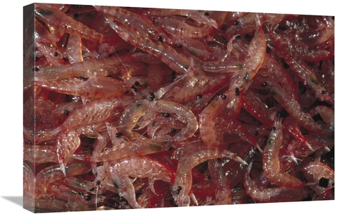 Global Gallery GCS-450632-1624-142 16 x 24 in. Antarctic Krill Catch&#