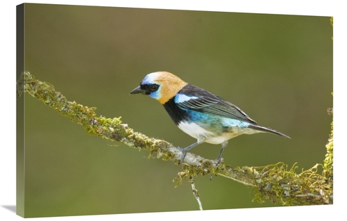 Global Gallery GCS-397281-2436-142 24 x 36 in. Golden-Hooded Tanager&#