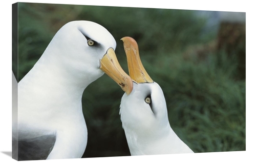 Global Gallery GCS-451598-2436-142 24 x 36 in. Campbell Albatrosses Co