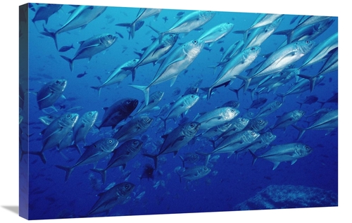 Global Gallery GCS-397842-2030-142 20 x 30 in. Cavalla School Off of C