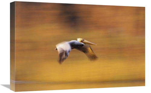 Global Gallery GCS-396043-1624-142 16 x 24 in. Brown Pelican Flying