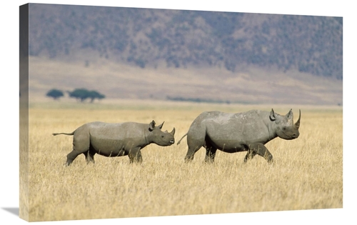 20 x 30 in. Black Rhinoceros & Calf Crossing Savannah, Ngorongoro 