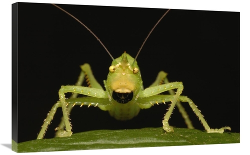 Global Gallery GCS-453207-2436-142 24 x 36 in. Katydid Close-Up Portra