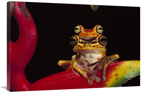 Global Gallery GCS-397928-2436-142 24 x 36 in. Chachi Tree Frog Pair&#