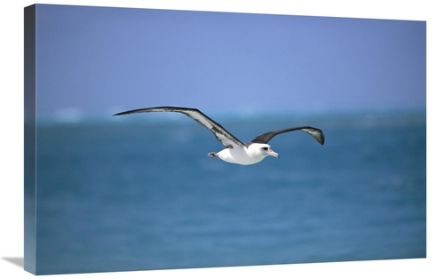 Global Gallery GCS-451555-2030-142 20 x 30 in. Laysan Albatross Flying