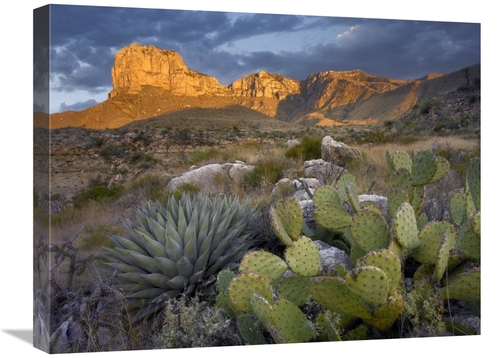 Global Gallery GCS-395956-1824-142 18 x 24 in. Opuntia Cactus & Agave&