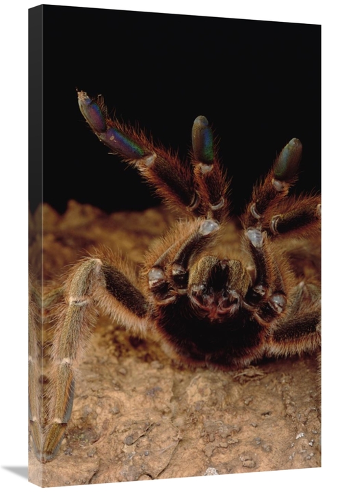 Global Gallery GCS-450796-30-142 30 in. Tarantula in Defensive Posture