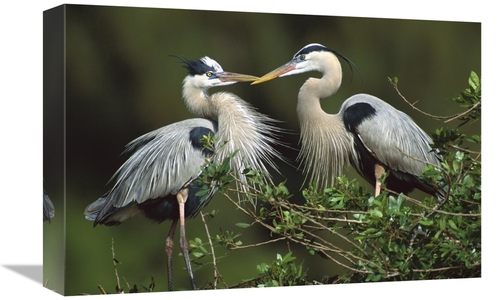 Global Gallery GCS-453302-1218-142 12 x 18 in. Great Blue Heron Pair&#