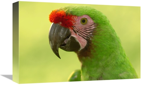 Global Gallery GCS-453214-1218-142 12 x 18 in. Military Macaw Portrait